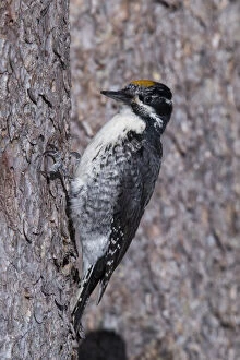 Toed Gallery: American Three-toed Woodpecker - Picoides tridactylUS