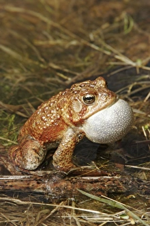 Images Dated 21st April 2005: American Toad