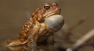 Anaxyrus Americanus Gallery: American toad
