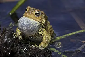 Vocal Sac Prints: American Toad (Bufo americanus)
