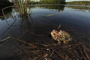 American Toad (Bufo americanus) - Pair in amplexus - Laying eggs - New York - USA - Hop toad - Widespread and abundant in eastern United States and Canada - Found in suburban backyards to woodland