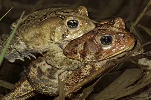American Toad (Bufo americanus) - Pair in amplexus - New York - USA - Hop toad - Widespread and abundant in eastern United States and Canada - Found in suburban backyards to woodland