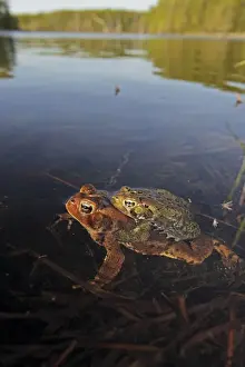 American Toad (Bufo americanus) - Pair in amplexus - Laying eggs - New York - USA - Hop toad - Widespread and abundant in eastern United States and Canada - Found in suburban backyards to woodland
