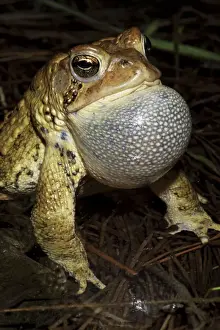 American Toad (Bufo americanus) - Male calling to attract female - New York - USA - Hop toad - Widespread and abundant in eastern United States and Canada - Found in suburban backyards to woodland