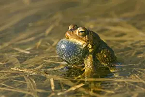 Toads Prints: American Toad - Calling in Spring - Connecticut USA