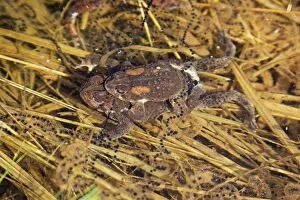 American Toad in early April