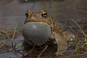 Bufo Gallery: American Toad male calling to attract females
