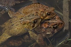 Bufo Gallery: American Toad males attempting to mate with a female