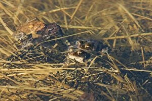 Images Dated 21st April 2008: American Toad - Mating in Spring