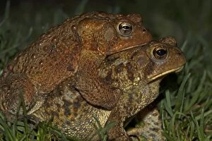 Bufo Gallery: American Toad pair in amplexus