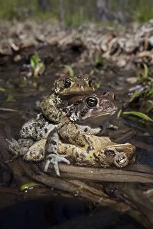American Toad - toad ball - males attempting to mate with fe