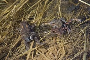 Amplexus Collection: American Toads mating. Connecticut in early April, USA