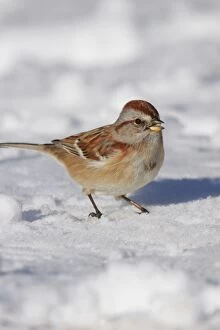 Images Dated 13th December 2005: American Tree Sparrow