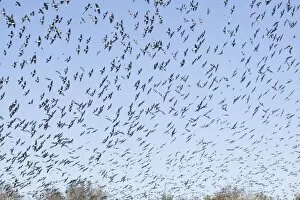 American Tree Sparrow - flock in flight in winter