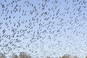 Images Dated 4th January 2008: American Tree Sparrow - flock in flight in winter