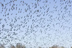 American Tree Sparrow - flock in flight in winter - Florida - USA - January