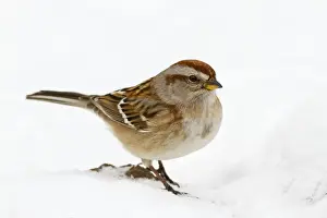 Spizella Prints: American Tree Sparrow - in snow - December in CT, USA