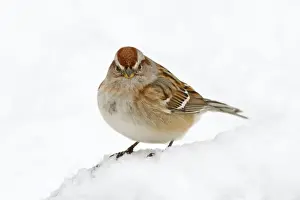 American Tree Sparrow - in snow - December in CT, USA