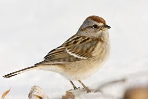 Images Dated 19th December 2007: American Tree Sparrow - winter in CT, December - USA
