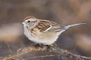 Images Dated 19th December 2007: American Tree Sparrow - winter CT. December. USA