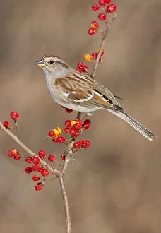 Arborea Gallery: American Tree Sparrow - in winter - February