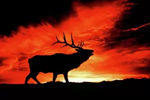 Images Dated 19th March 2008: American Wapiti / Elk - Bugling at sunset