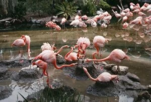 American / West Indian / Caribbean Greater FLAMINGOS - Breeding Colony