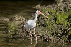 Albus Gallery: American White Ibis feeding in shallow lagoon Florida, USA