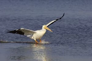 Images Dated 26th October 2005: American White Pelican - coming in to land Ding Darling NWR, florida, USA BI001088