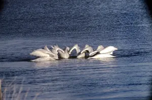 Pelican Prints: American White Pelican - feeding together