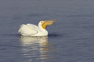 American White Pelican - fishing Ding Darling NWR, florida, USA BI001007