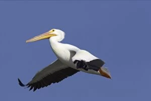 Images Dated 26th October 2005: American White Pelican - in flight Ding Darling NWR, florida, USA BI001063