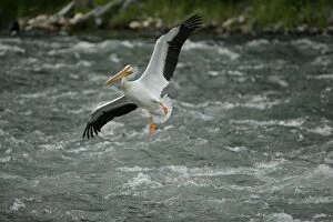 American White Pelican - in flight over river rapids. Immense bird with 9 foot wingspan