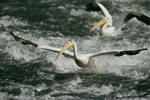 Images Dated 15th July 2005: American White Pelican - Landing in river rapids-Immense bird with 9 foot wingspan-always white