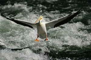 Images Dated 15th July 2005: American White Pelican - Landing in river rapids-Immense bird with 9 foot wingspan-always white