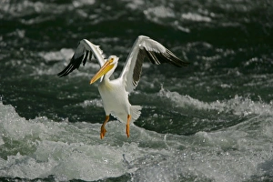 Images Dated 15th July 2005: American White Pelican - Landing in river rapids-Immense bird with 9 foot wingspan-always white