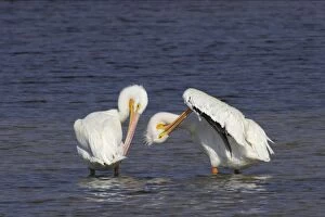 Images Dated 26th October 2005: American White Pelican - pair, preening Ding Darling NWR, florida, USA BI001043
