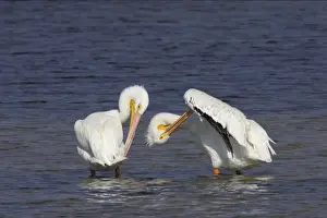 American White Pelican - pair, preening Ding Darling NWR, florida, USA BI001043
