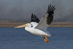 Larry Gallery: American White Pelican (Pelecanus erythrorhynchos)