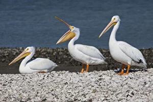 Images Dated 7th May 2013: American White Pelican (Pelecanus erythrorhynchos)