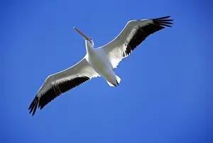 From Below Prints: American White Pelican - USA