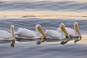 American White Pelicans - feeding collectively at sunset; Bodega Bay, California, United States