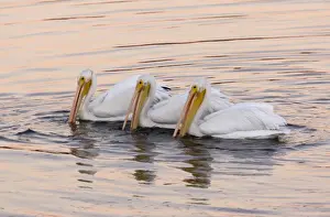 Searching Prints: American White Pelicans - feeding collectively at sunset; Bodega Bay