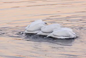 American White Pelicans - feeding collectively at sunset; Bodega Bay, California, United States