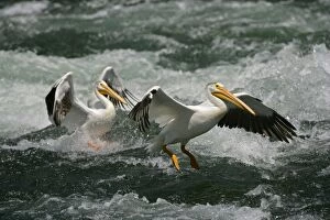 Images Dated 9th July 2005: American White Pelicans - Landing in river rapids-Immense bird with 9 foot wingspan-always white