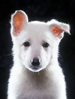 American White Shepherd / White German Shepherd / Alsatian - puppy