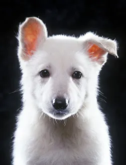 Herd Breeds Collection: American White Shepherd / White German Shepherd / Alsatian - puppy