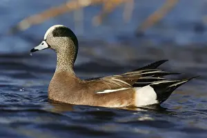 Wigeon Prints: American Wigeon