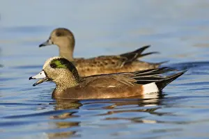 American Wigeon