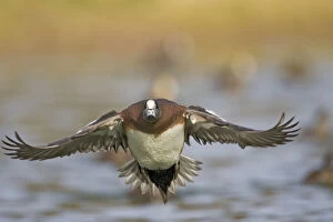 American Wigeon (Anas americana) male landing